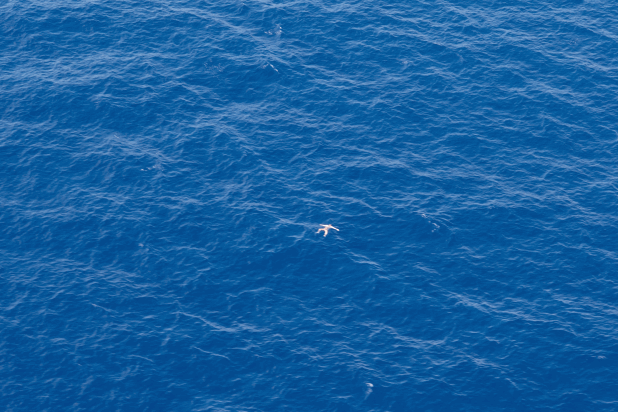 One of 11 people found dead at sea and spotted by the crew of the Albatross UNO on 14 August 2026, 