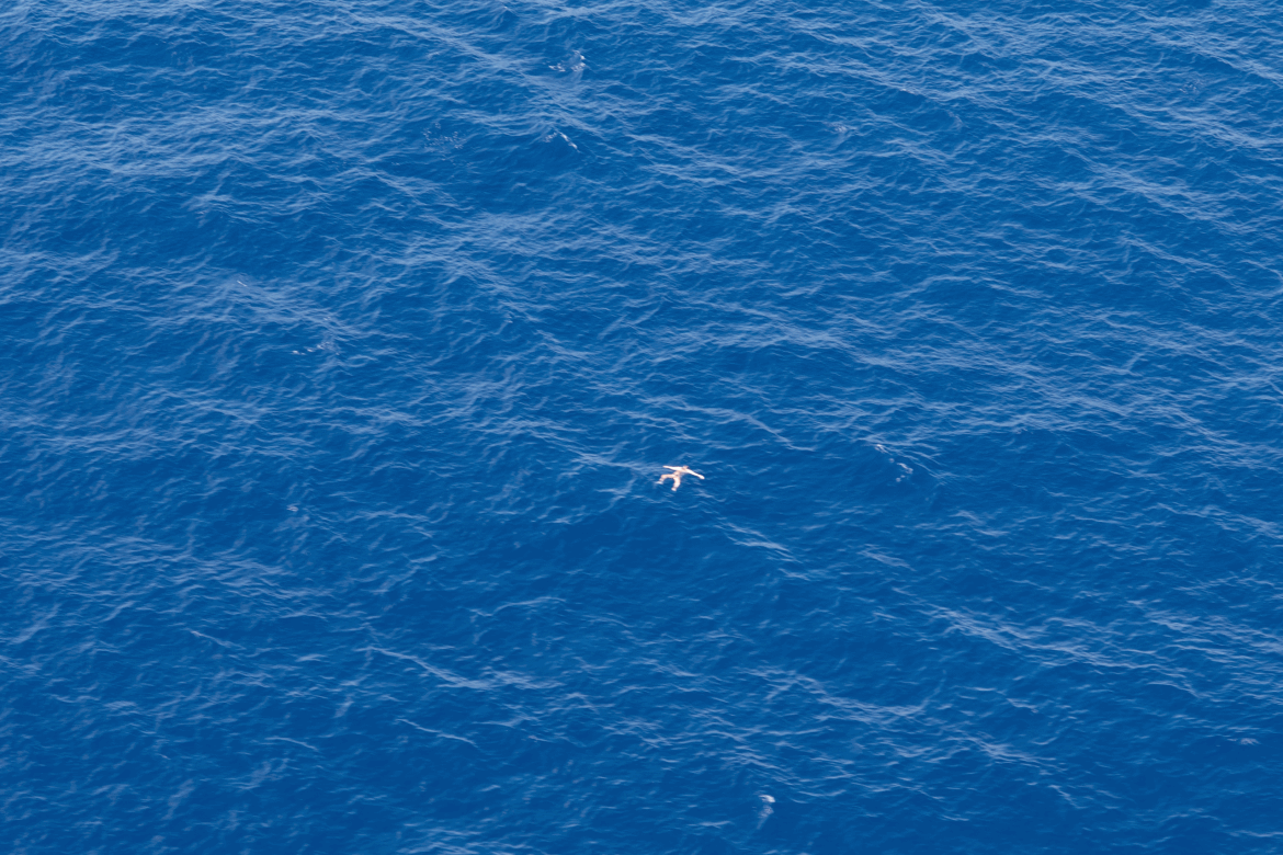 One of 11 people found dead at sea and spotted by the crew of the Albatross UNO on 14 August 2026, 
